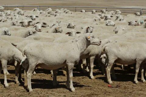 Halil Usta Kurbancılık